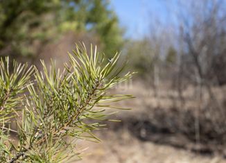 Продается земельный участок, 24 сот., село Карачино