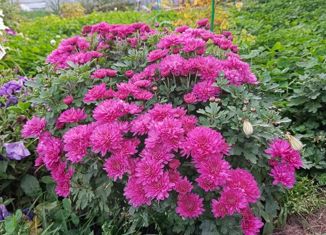 Продажа дома, 56 м2, село Мальцево