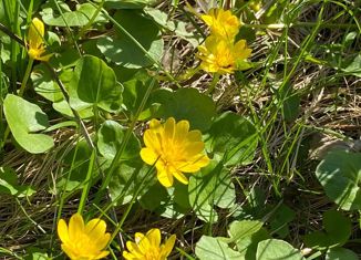 Продам участок, 13 сот., дачный посёлок Удельная, улица Достоевского, 10