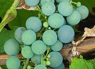 Продаю земельный участок, 8 сот., Стерлитамак