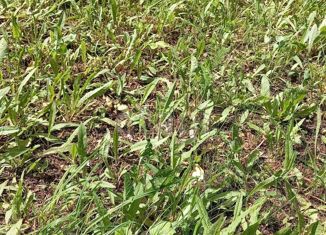 Продается участок, 8 сот., поселок Новый