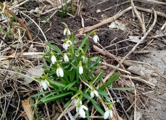 Участок на продажу, 7.5 сот., деревня Карпово, Лучистая улица, 12А