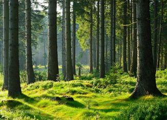 Продается участок, 5514 сот., территория ДЗ Шервуд