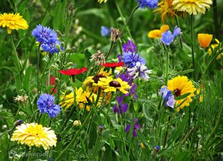 Продажа участка, 5 сот., хутор Ленина, улица Платова