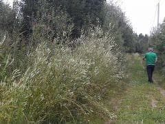 Продаю участок, 15 сот., деревня Чуприяново