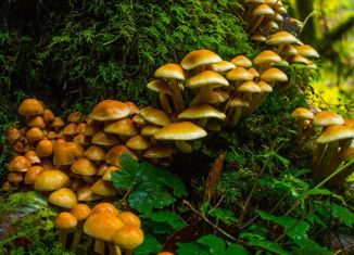 Продаю участок, 6 сот., садоводческий массив Дивенская, СНТ Мелиоратор, 338