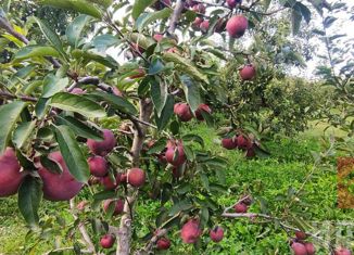 Продам земельный участок, 125 сот., село Новопавловка