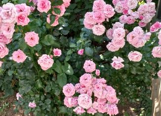 Продаю дом, 35 м2, садоводческое некоммерческое товарищество Якорь-2, 1-я линия, 242