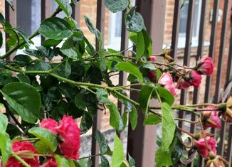 Продажа дома, 48.5 м2, Горячий Ключ, улица Гоголя, 17