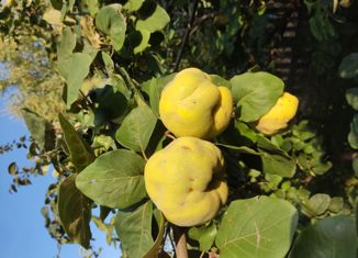 Продаю дом, 60 м2, хутор Абрамовка