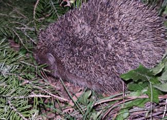 Продается участок, 6.8 сот., СПК Солонцы