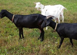 Земельный участок на продажу, 100 сот., деревня Нефёдово