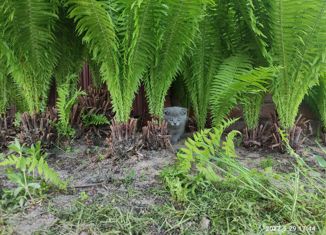 Продажа дома, 40 м2, посёлок Седова Заимка