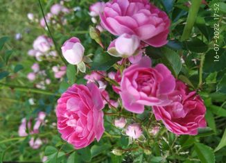 Дом на продажу, 72.9 м2, СНТ Преображенка, СНТ Преображенка, 176