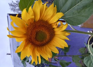 Продаю дом, 74 м2, Мегион