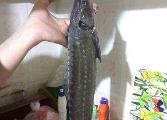 Сдаю в аренду двухкомнатную квартиру, 51 м2, Ростов-на-Дону, Орбитальная улица, 66/1