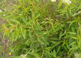 Продажа земельного участка, 6 сот., СПК Азовский рыбак, Усадебная улица