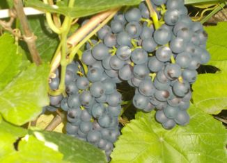 Продается дом, 20 м2, Омск, Центральный округ