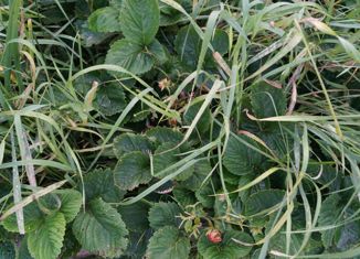 Продается участок, 15 сот., деревня Вязовка, Дачная улица