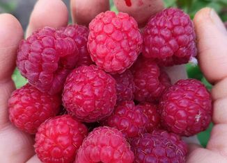Продается участок, 9 сот., СНТ Северянка, 10-я аллея