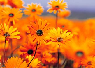 Продается участок, 17.89 сот., село Брусяны, Советская улица