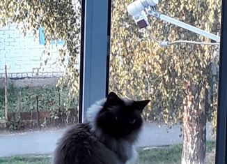 Продам трехкомнатную квартиру, 59 м2, село Зольное, Первомайская улица, 4