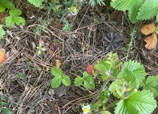 Продаю земельный участок, 15 сот., деревня Плешково