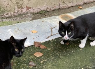 Продам двухкомнатную квартиру, 47.6 м2, Сочи, Курортный проспект, 96/6, микрорайон Приморье