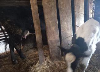 Дом на продажу, 32 м2, деревня Никонова, Карьерная улица