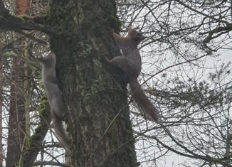 Земельный участок на продажу, 10 сот., посёлок Терема, Купеческая улица, 13