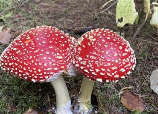 Продается участок, 10 сот., садоводческое некоммерческое товарищество Опушка