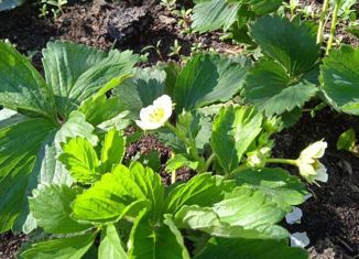 Продажа дома, 20 м2, Южноуральск, ОС Строитель, 183