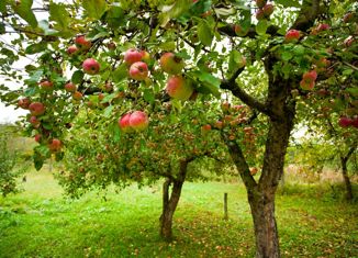 Продается земельный участок, 12 сот., село Султан-Салы