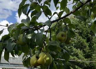 Продаю дом, 24 м2, садоводческий массив Тайцы, Кедровая улица