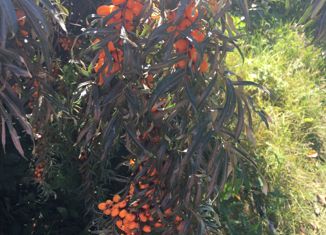 Продается дом, 60 м2, СНТ Весёлое, Кедровая улица, 296