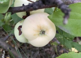 Продажа дома, 25 м2, Омск, Ленинский округ