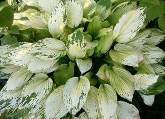 Продам земельный участок, 15 сот., поселок Малая Тополевка, Центральная улица