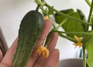 Продаю дом, 120 м2, село Останкино, село Останкино, 301