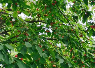 Продам дом, 55 м2, СОТ Строитель, Виноградная улица