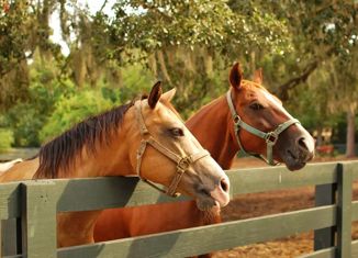 Продажа участка, 56 сот., село Белинское