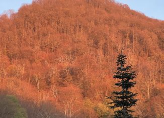 Продается дом, 77.5 м2, село Сергей-Поле, садовое товарищество Каштан, 88