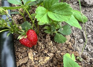 Земельный участок на продажу, 12.1 сот., коттеджный поселок Синицыно