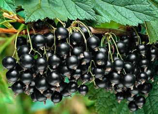 Участок на продажу, 10 сот., деревня Тишкова, Юбилейная улица, 28А