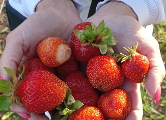 Продается дом, 45 м2, СДТ Федурново, 5-я линия, 6