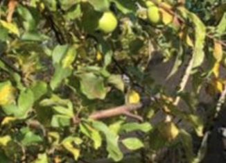 Продается участок, 4.1 сот., Химки, СНТ Восход-1, 7