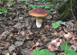 Продаю участок, 450 сот., деревня Елисейково