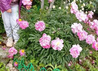 Продается участок, 7.5 сот., СНТ Заря