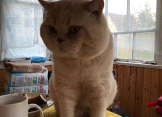 Дом на продажу, 50 м2, деревня Молоденово, деревня Молоденово, 26