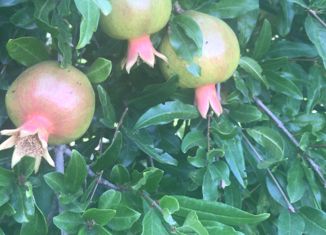 Продается участок, 8.9 сот., садово-огороднический кооператив Залив