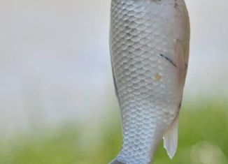 Продажа участка, 6 сот., село Цветное